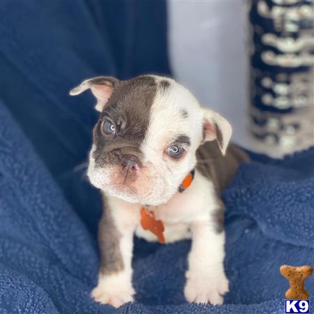 atlantafrenchbulldog Picture 1